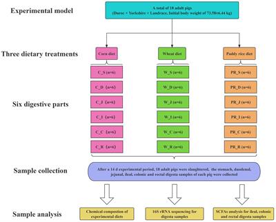 Gastrointestinal microbiota and metabolites responses to dietary cereal grains in an adult pig model